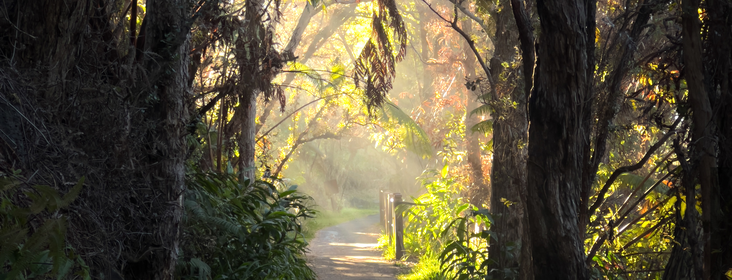 A misty morning trail through the rainforest in the Volcanoes National Park
